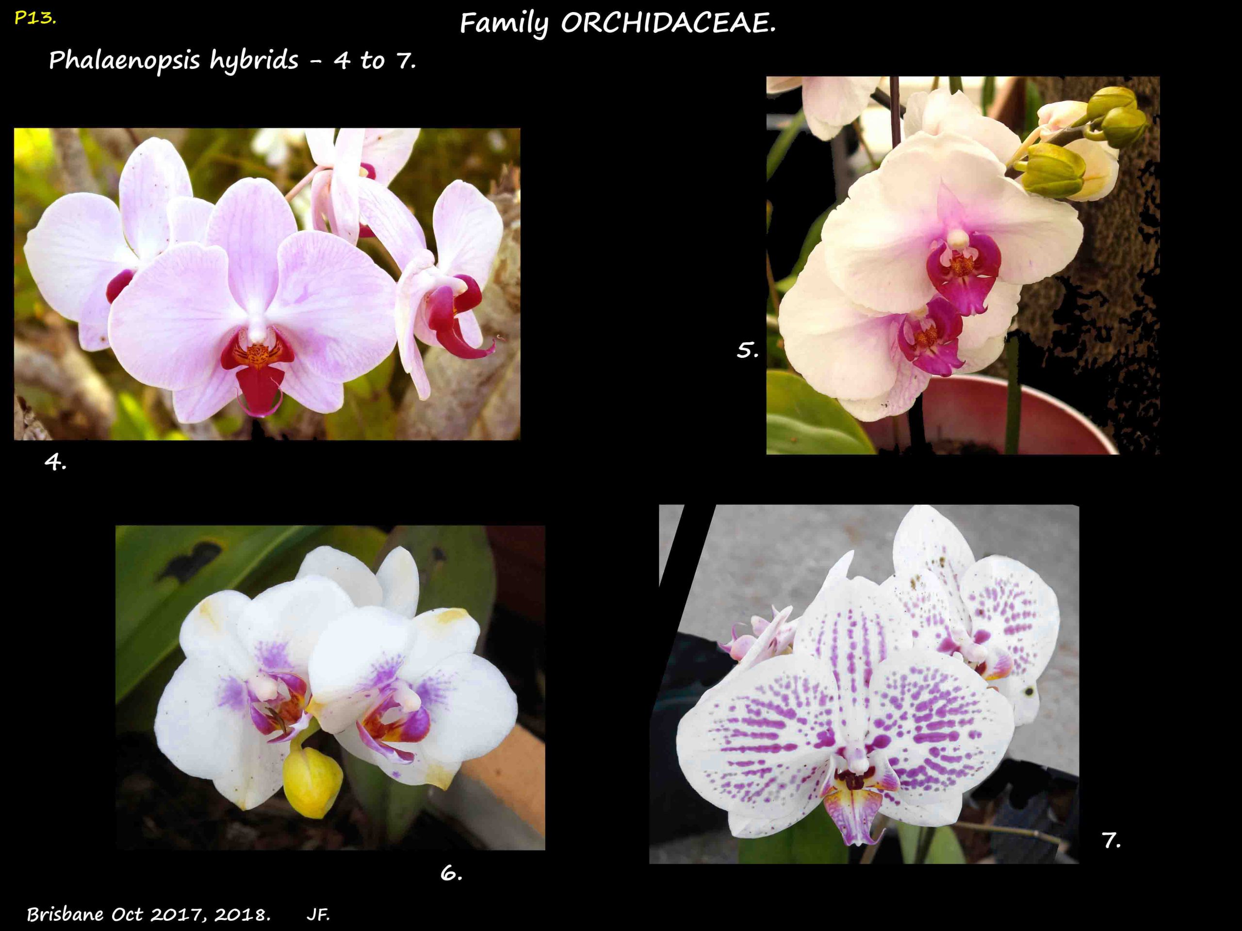 4 Phalaenopsis hybrids 4 to 7